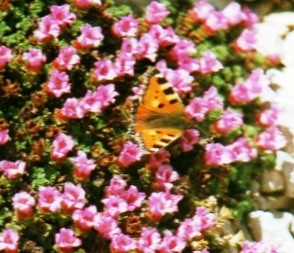 Saxifraga latina